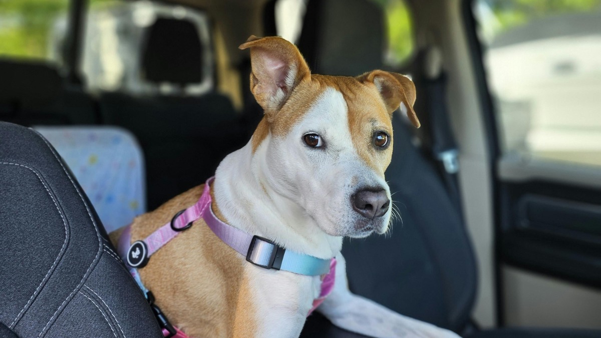 Can You Legally Break a Car Window to Save a Dog in Colorado