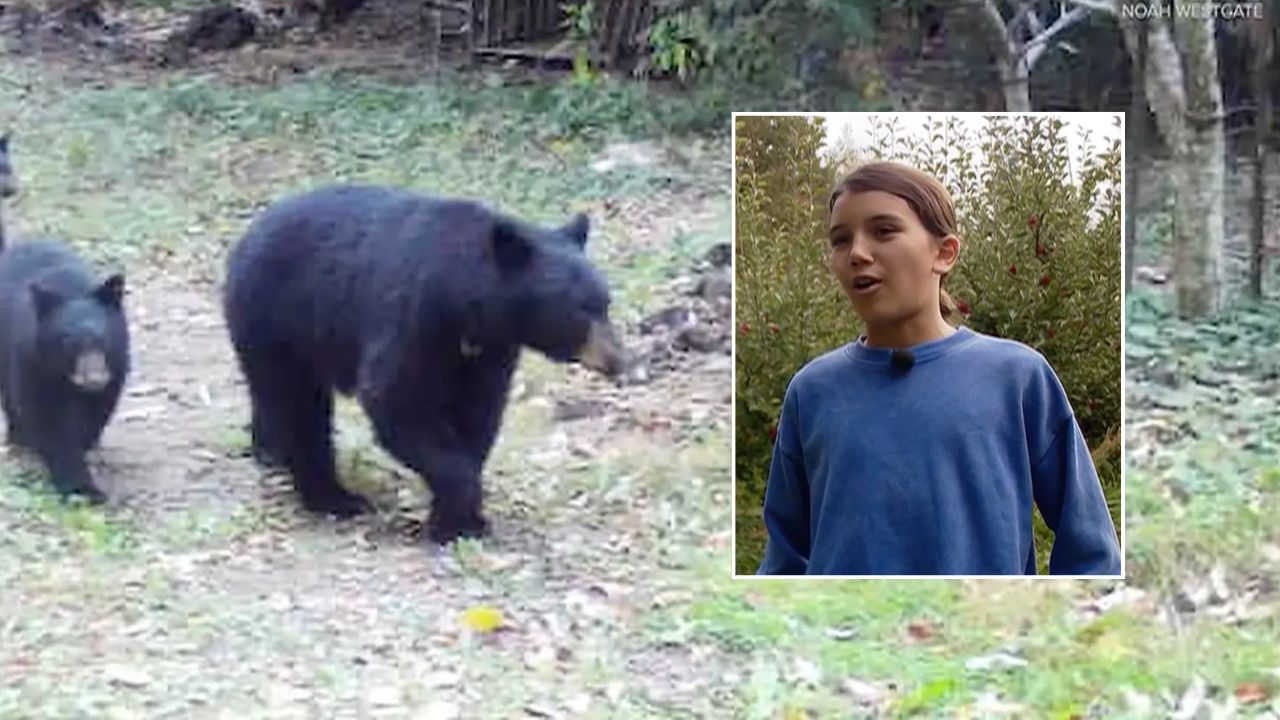 12-Year-Old Washington Boy Fights Off Mama Bear in His Backyard After She Charges Him Twice
