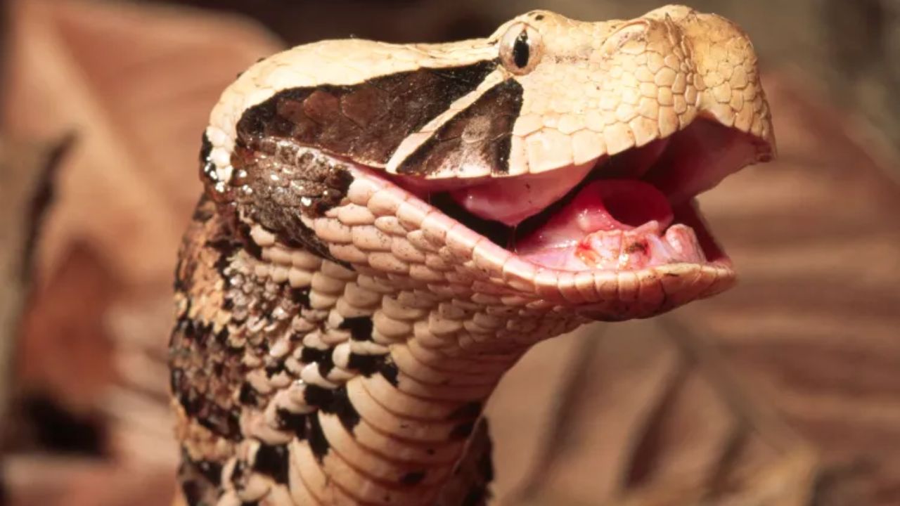 4-Foot Venomous Snake With Huge Fangs Spotted in California Neighborhood as Police Issue Warning