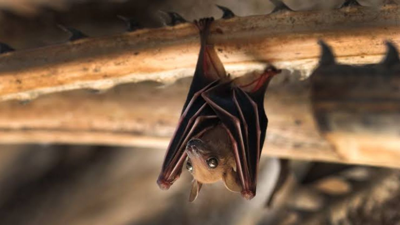 Los Angeles Hits a New Rabies Record With 69 Rabid Bats Found So Far as Health Officials Issue a Warning