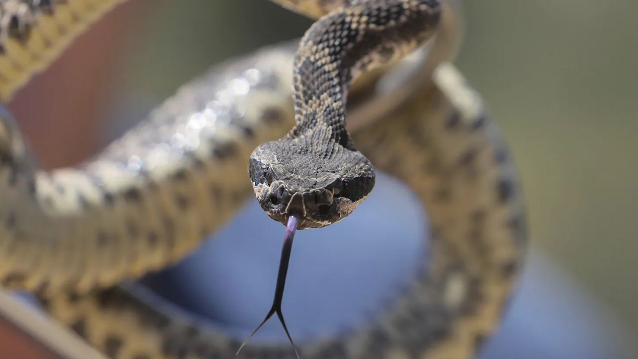 Rattlesnake Spotted Swimming in Southern California Surf as Beachgoers Get Another Warning