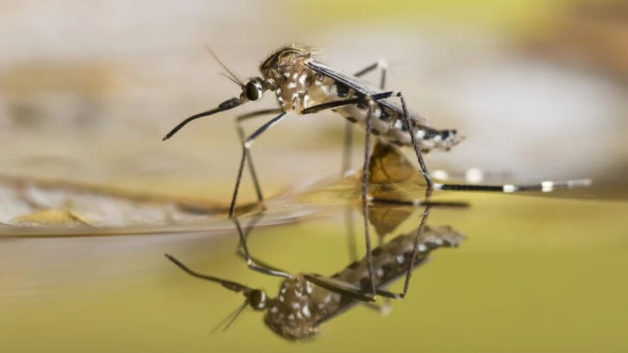 Tampa Bay Faces Growing Dengue Threat as Hillsborough, Pasco and Pinellas Declare Emergencies