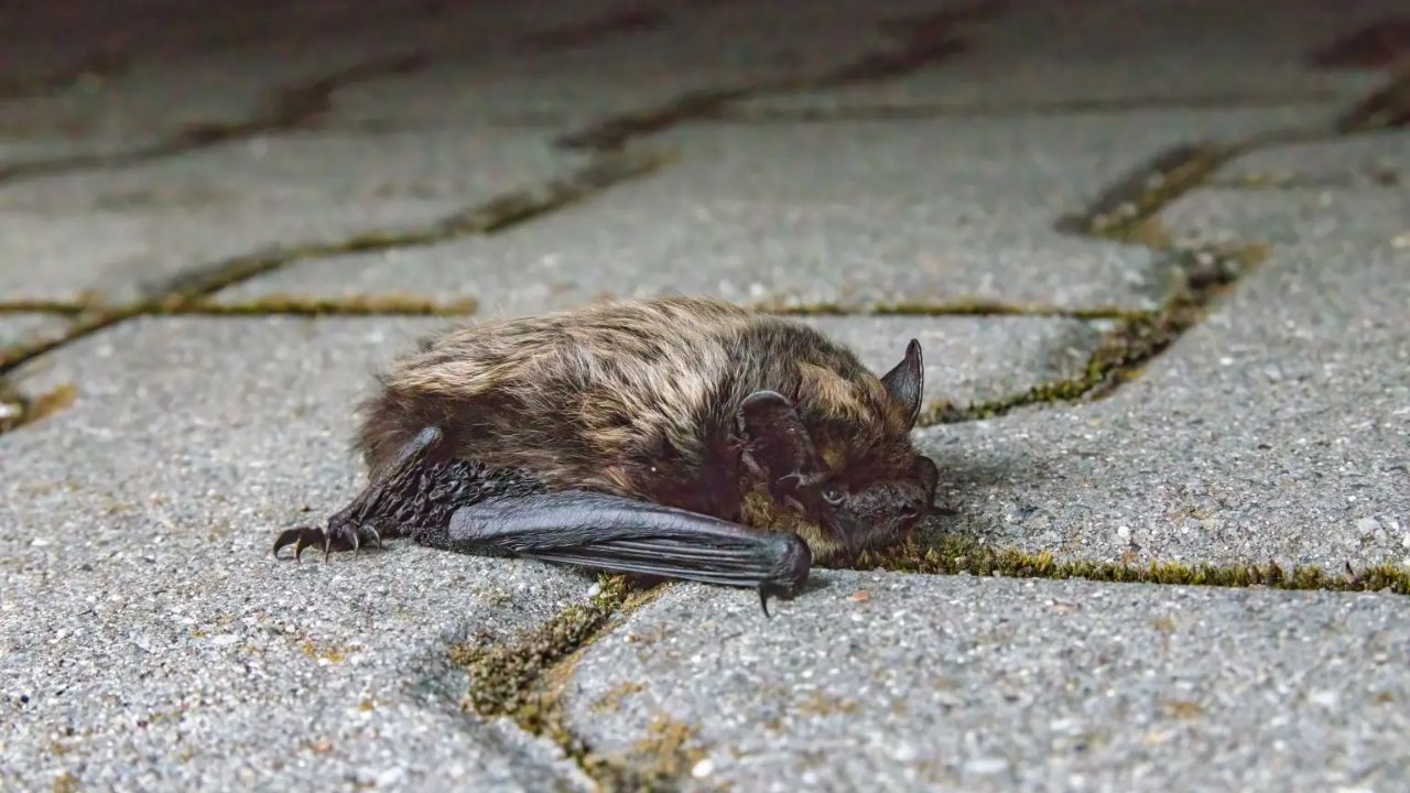 Woman Finally Found After Touching Rabid Bat That Tested Positive for Deadly Virus