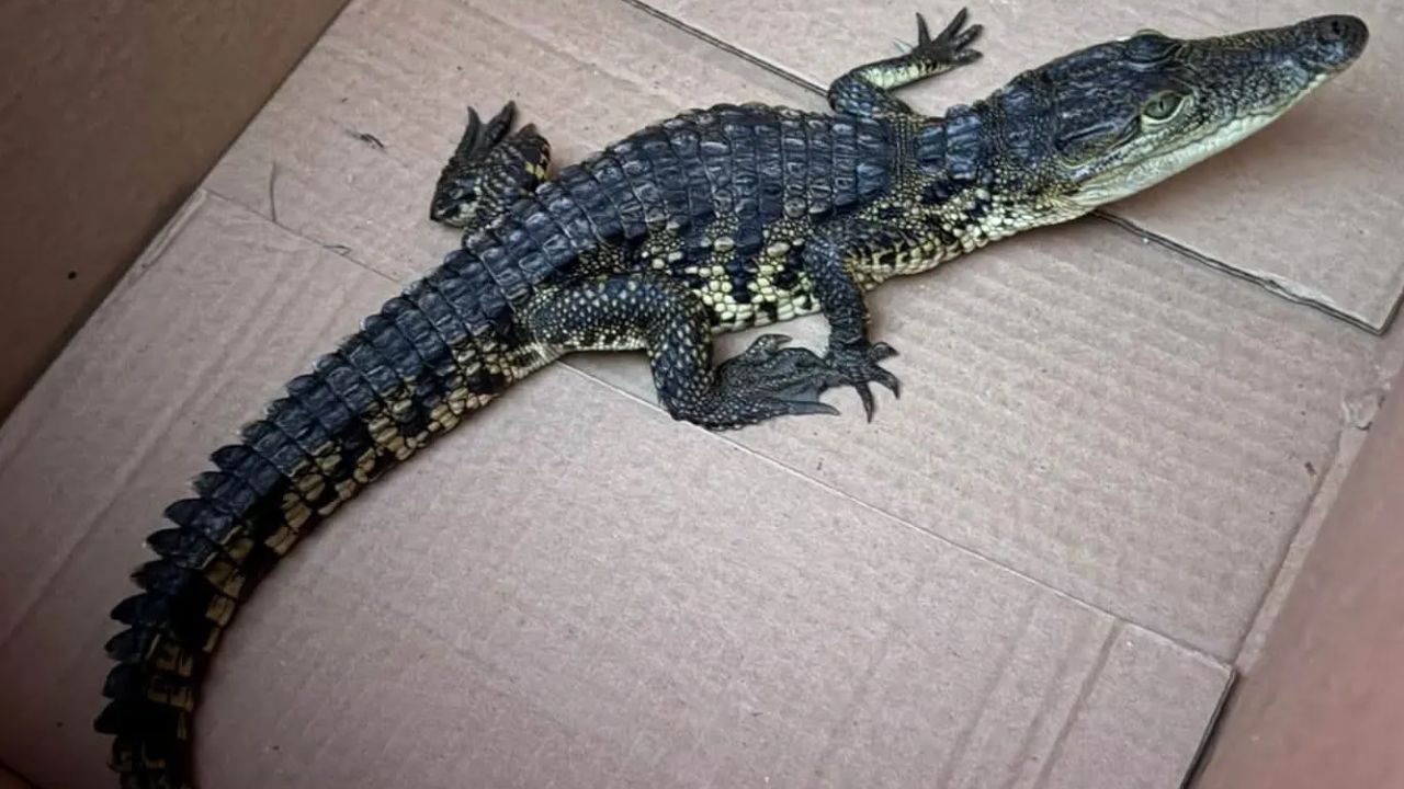 Workers Find Crocodile on Long Island Trail, and Officials Want to Know Who Put It There