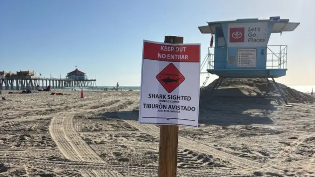 10–12-Foot Great White Shark With ‘Aggressive Behavior’ Forces Sudden Closure of California Beach