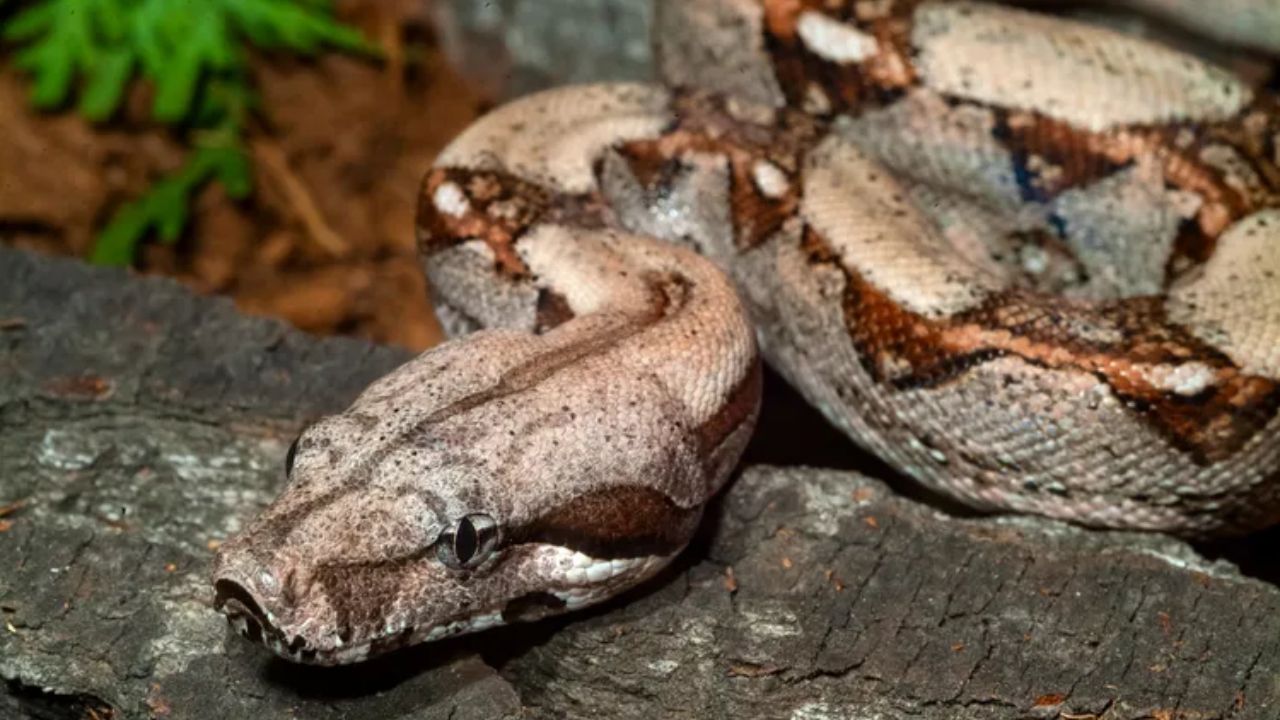 6- to 7-Foot Boa Constrictor Has Escaped in North Carolina, and Officials Want Residents to Stay Back