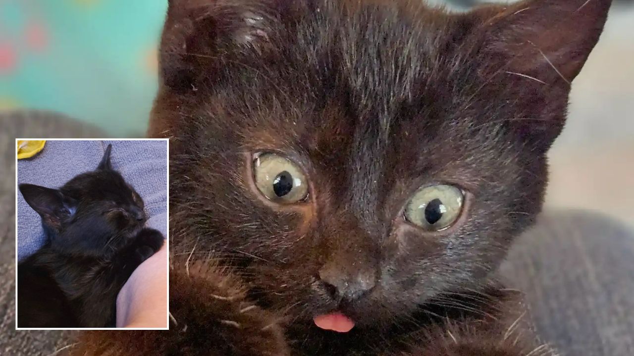 7-Week-Old Kitten Rescued From Busy Massachusetts Highway Gets the Perfect Name