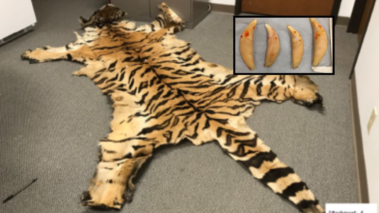 California Couple Admit Role in Wildlife Trafficking Ring Involving Rhino Horns and Lion Teeth
