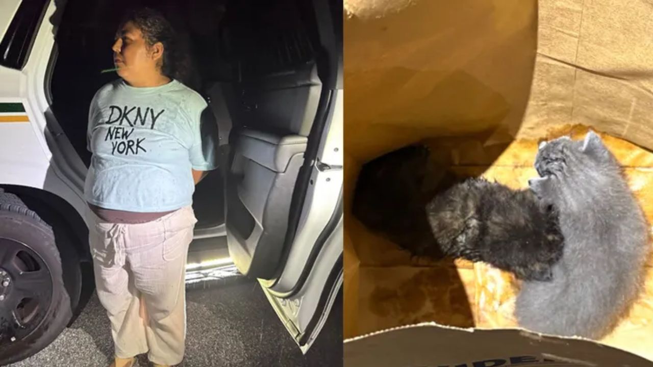 Florida Animal Cruelty Case Woman Accused of Burying Cats Alive as Property Search Continues