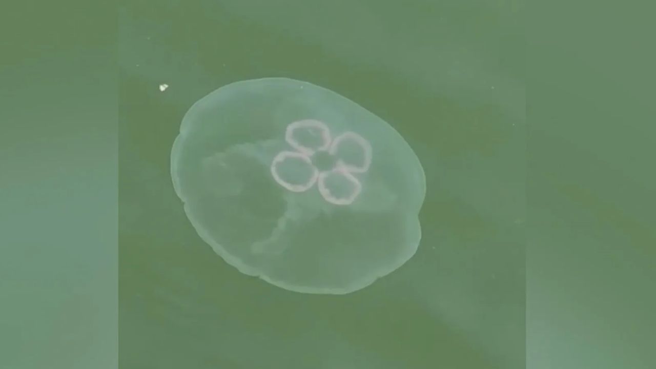 Jellyfish Invasion Sightings Surge Along Southern California Coast as Ocean Temperatures Rise