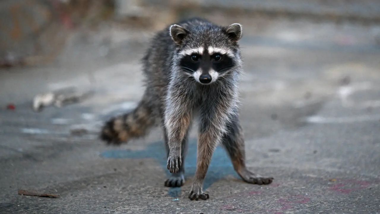 Los Angeles County Issues Rabies Warning After Rabid Raccoon Enters Southern California Home