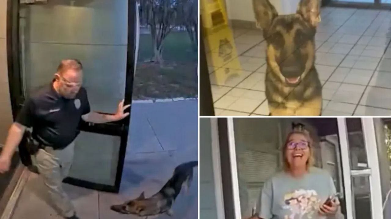 Lost German Shepherd Shows Up at Police Station, and His Owner’s Emotional Reaction Says It All