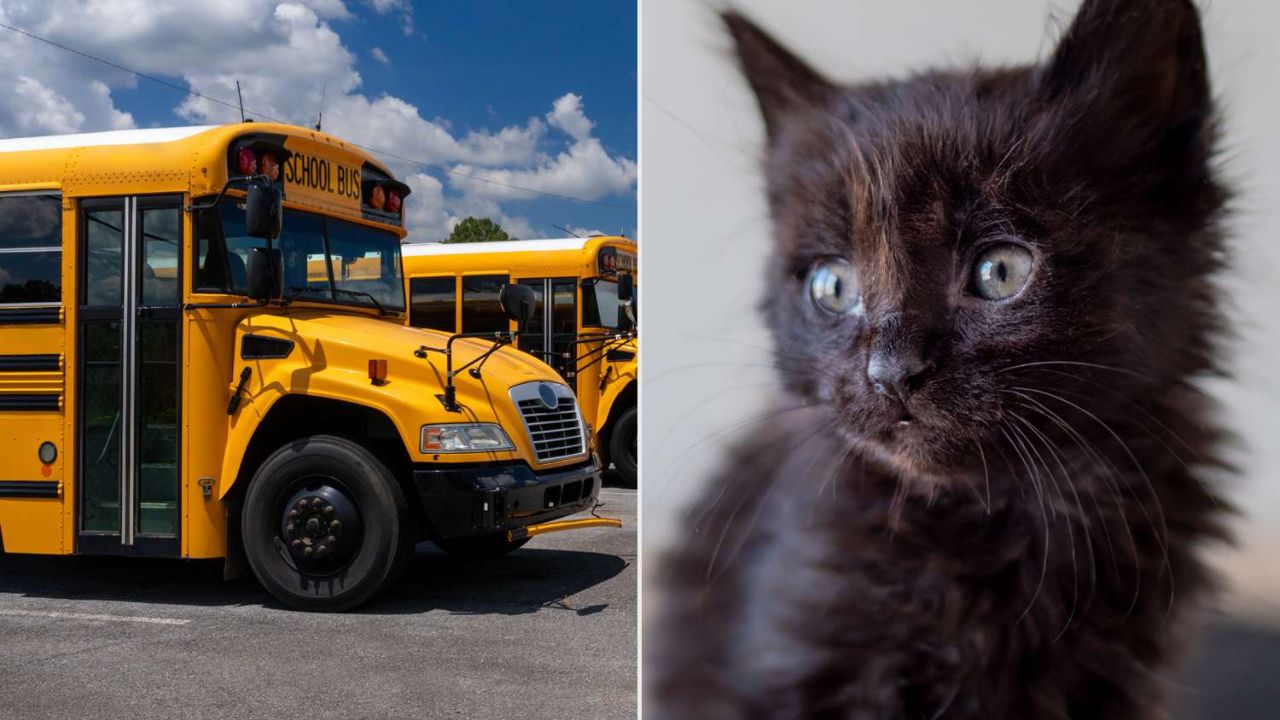 Maryland Bus Driver Fired After Letting 10-Year-Old Boy Rescue a Kitten — Now Parents Are Speaking Out