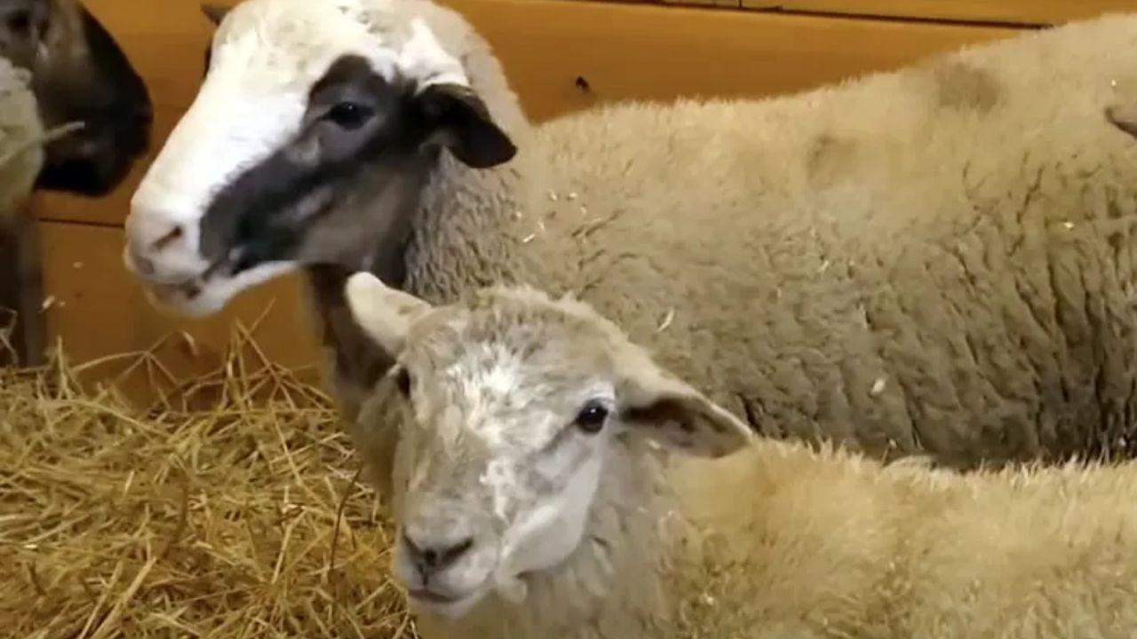 Nearly 400 Animals Found in ‘Dreadful Conditions’ on Iowa Property During Massive Rescue