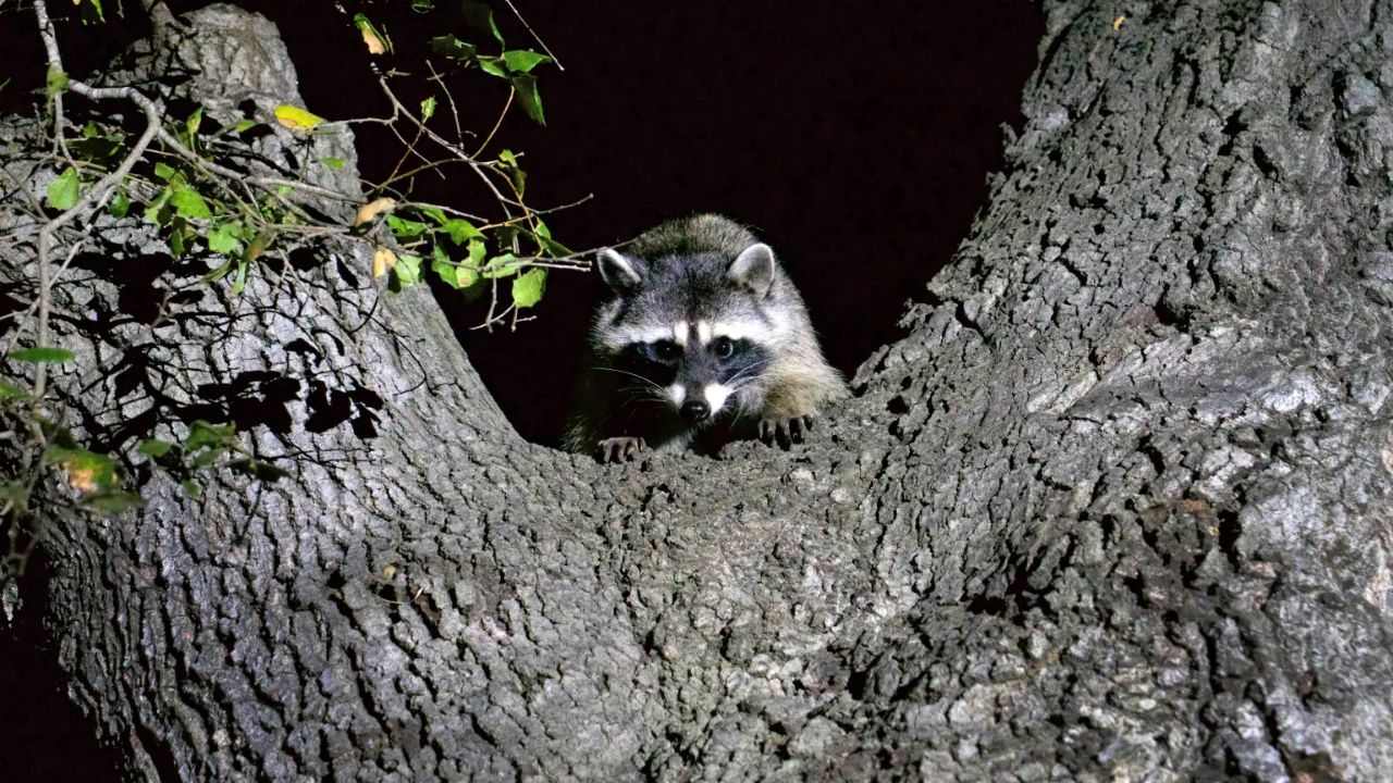 Second Rabid Raccoon Found in Los Angeles County After 50 Years as Officials Issue Warning