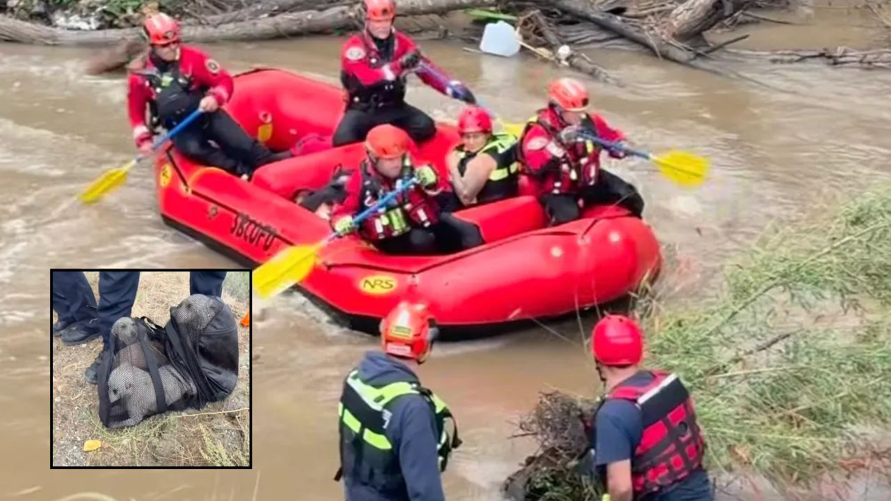 Two Women and Four Dogs Rescued From Raging California River as Floodwaters Turn Camp Into Island
