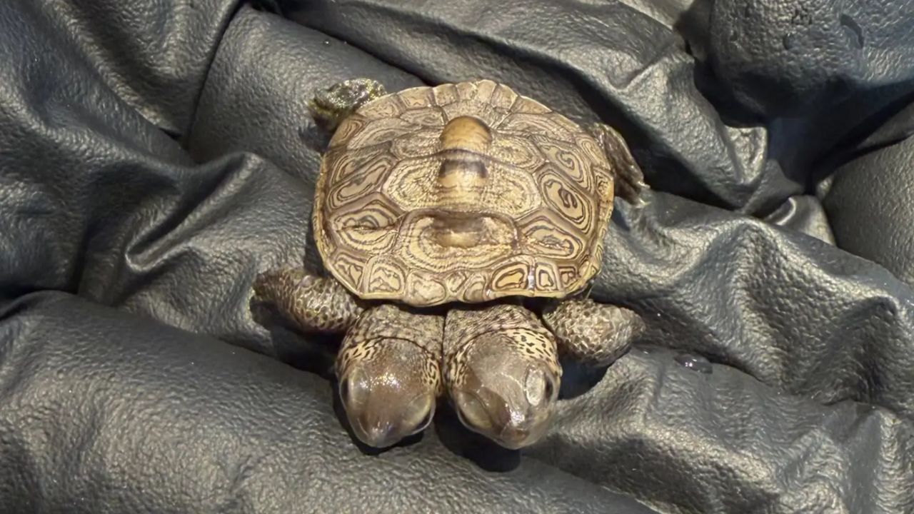 Wildlife Experts Stunned After Finding a Two-Headed Turtle No Bigger Than a Nickel