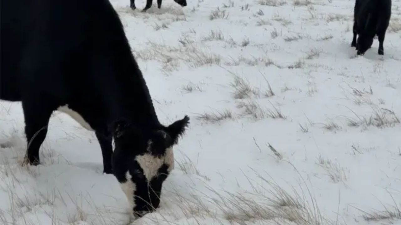Winter Arrives Early in the West Montana Gets 16 Inches of Snow While California Faces Freeze Warning